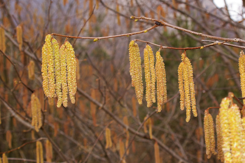 Corylus avellana / Nocciolo